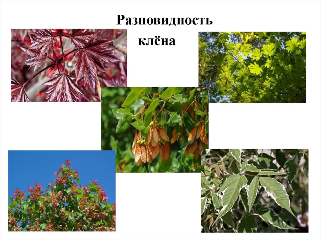 Реализация городского экологического проекта «Проросток» в ...