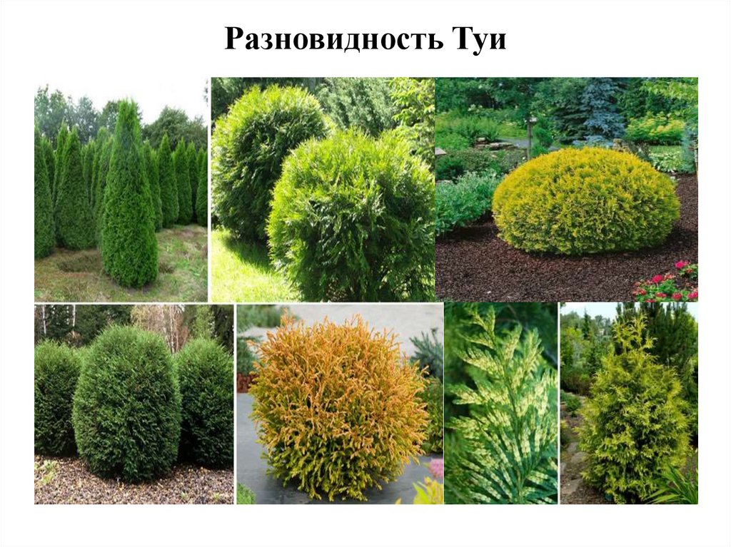 Реализация городского экологического проекта «Проросток» - online ...