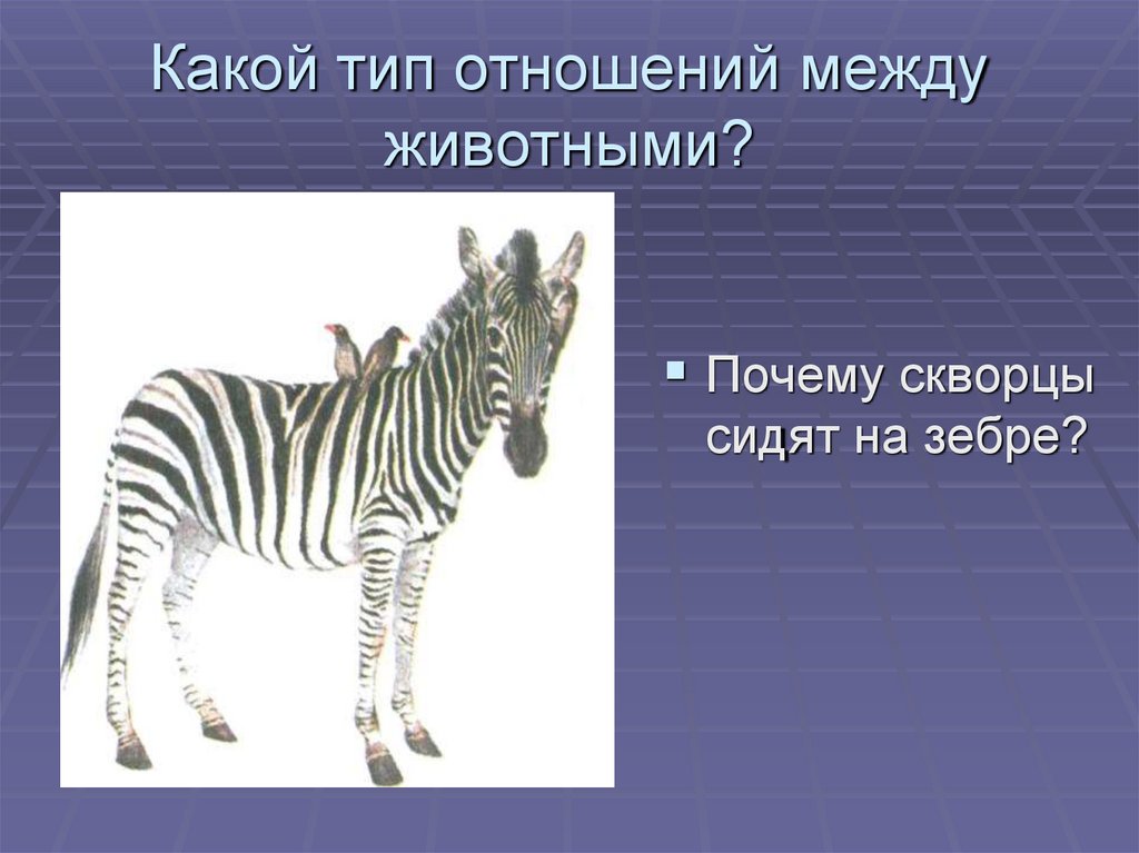 Между какими животными. Зебра со скворцом. В одном природном сообществе с зеброй можно встретить. Практическая значимость проекта почему Зебра полосатая. Кто лишний слон тигр Зебра лиса.