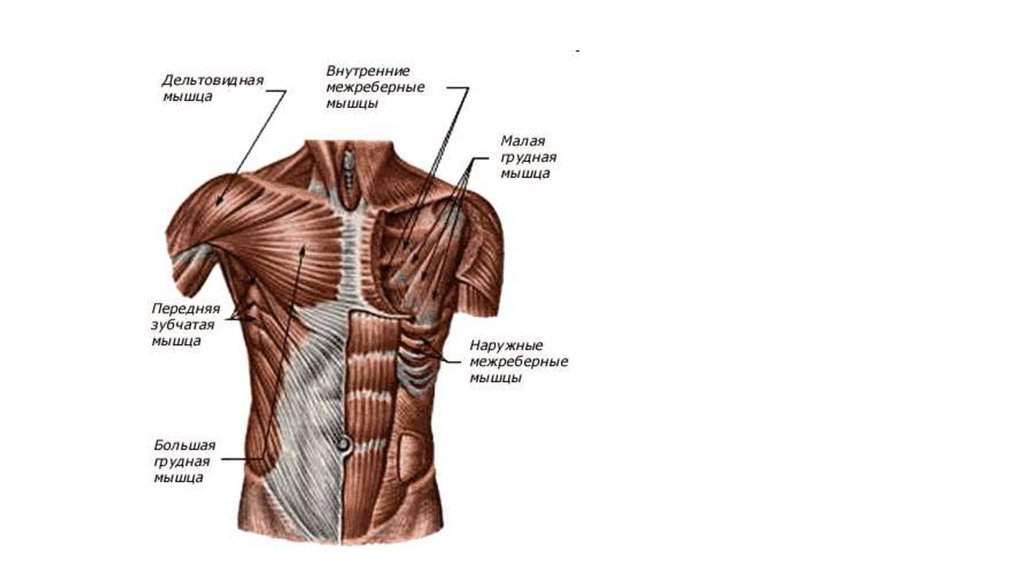 Мышцы спины и ребра. Поверхностные мышцы грудины анатомия. Мышцы груди поверхностные глубокие дыхательные. Малая грудная мышца вид сбоку. Межреберная мышца грудной клетки.