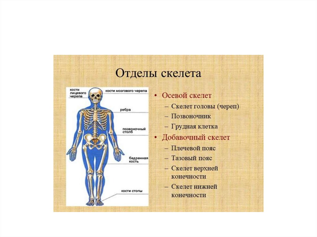 Скелет человека и его особенности - презентация онлайн