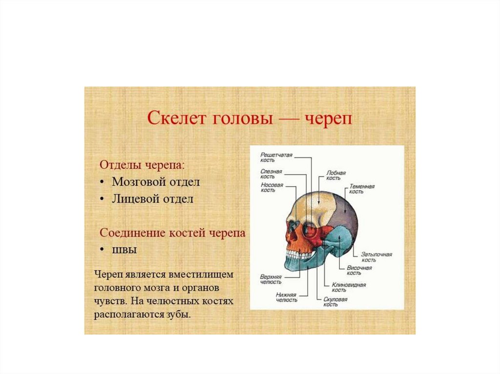 Скелет человека и его особенности - презентация онлайн