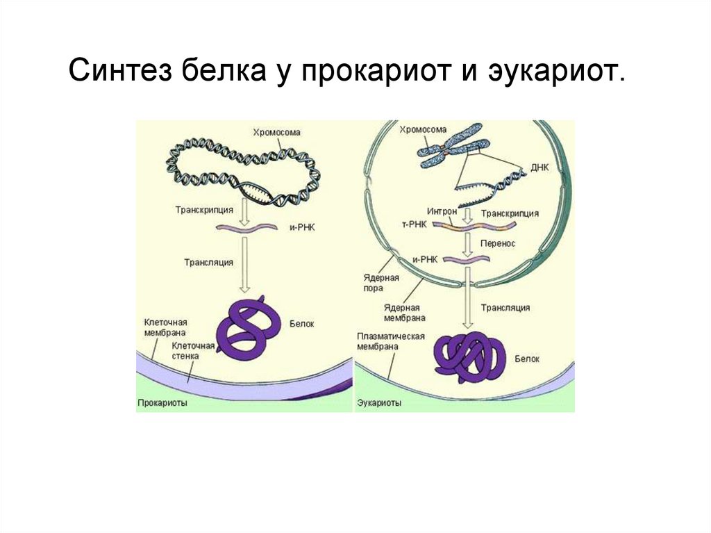 Где синтезируется белок. Биосинтез белка в клетках эукариот. Синтез белка у эукариот. Схема регуляции синтеза белка у прокариот и эукариот. Синтез белка у прокариот.