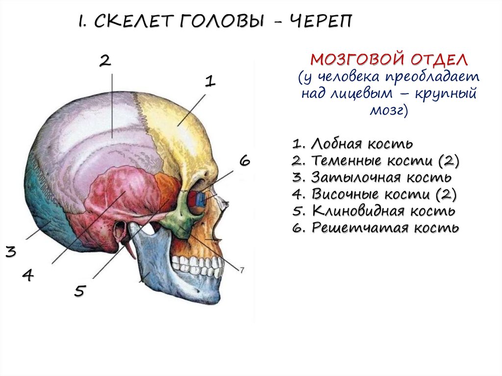 Отделы скелета головы человека