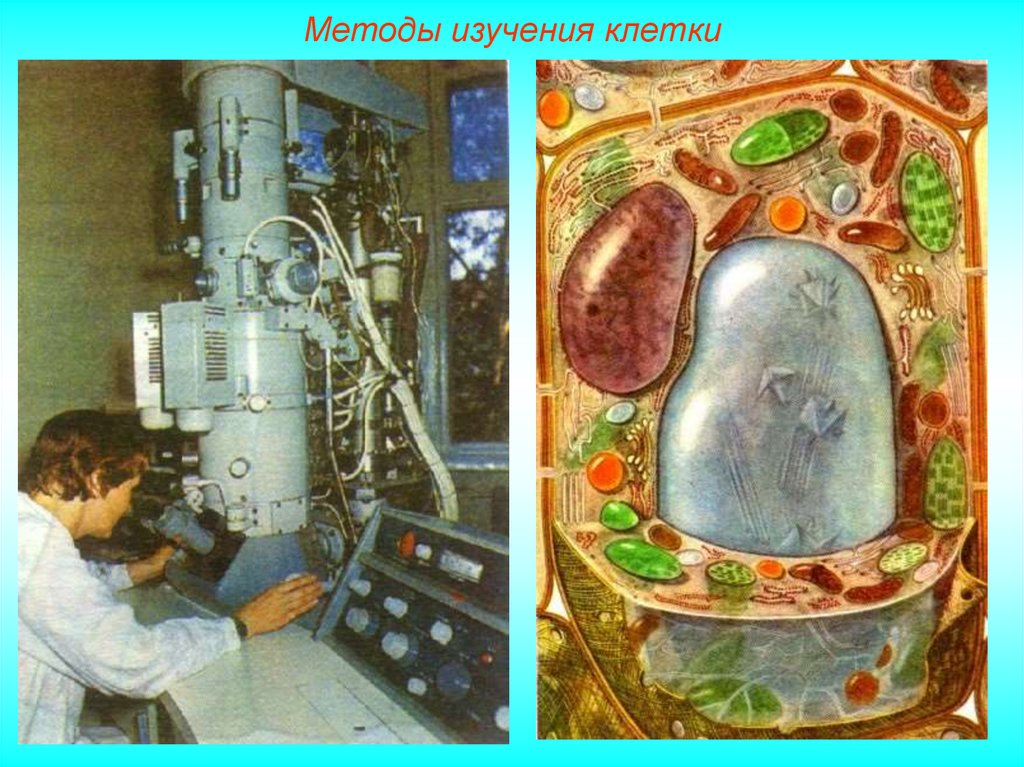 Изучение клетки биология. Микрохирургия метод изучения клетки. Методы изучения клеток биология. Современное изучение клетки. Первый метод изучения клетки.