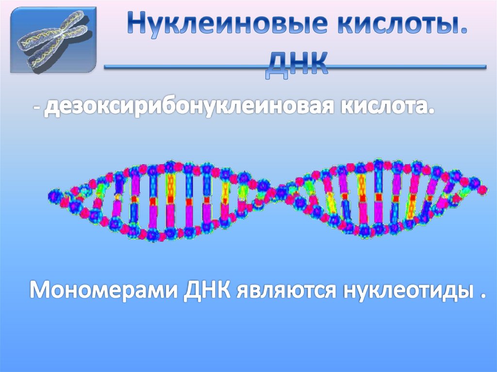 Днк 10 класс