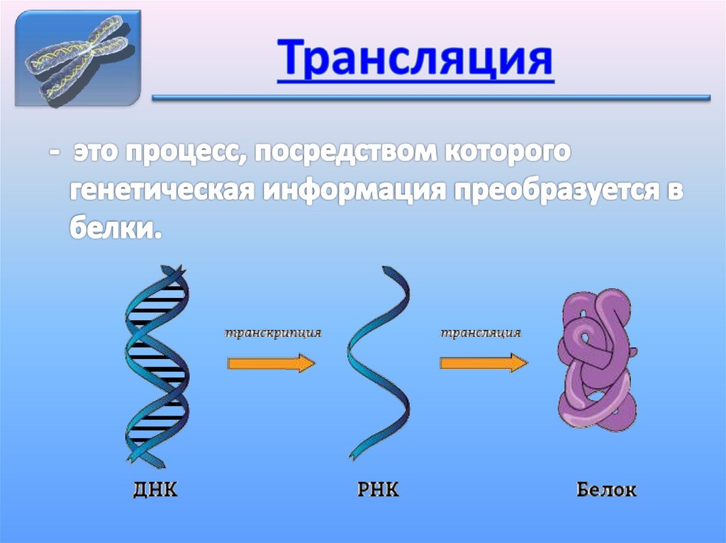 Днк 10 класс