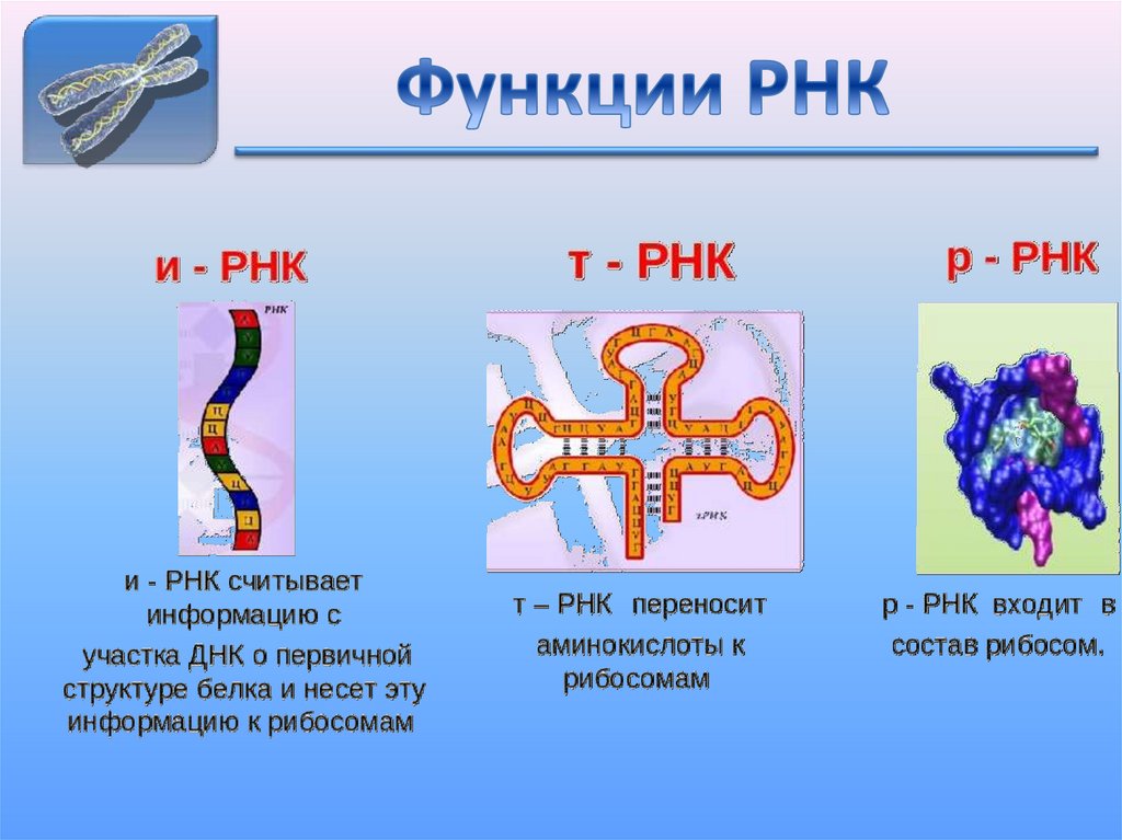 Строение свойства и функции рнк. Рибонуклеиновая кислота функции. роль рнк в организме. мк рнк функции. рнк и их роль визуализация.