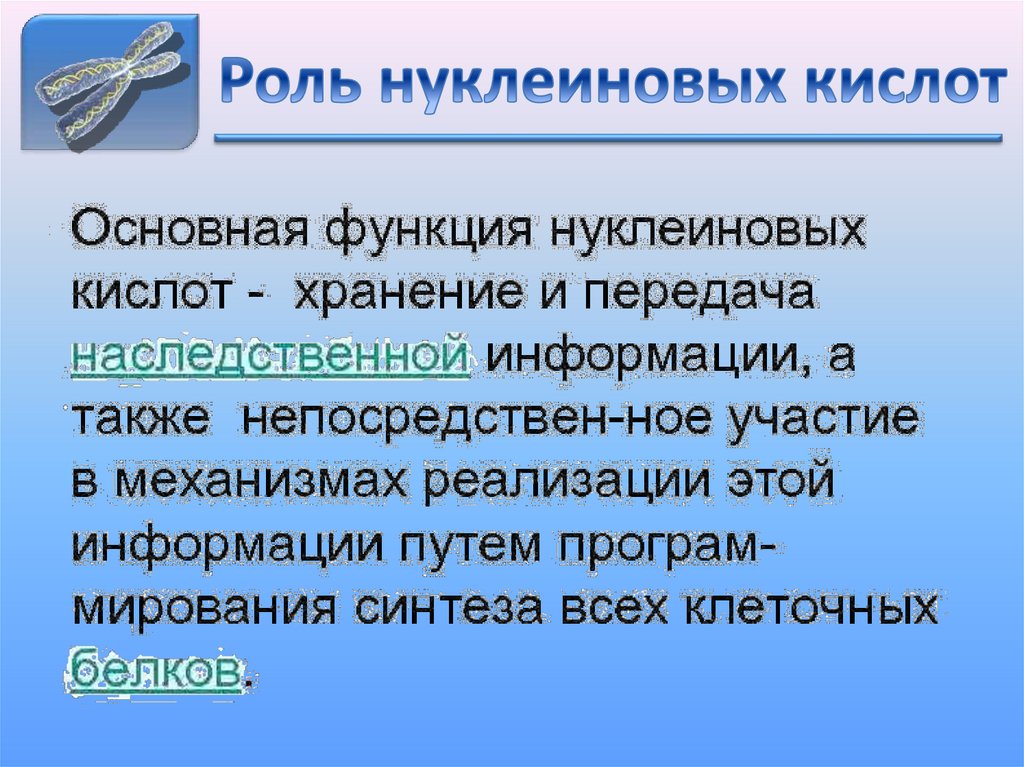 Роль нуклеиновых кислот