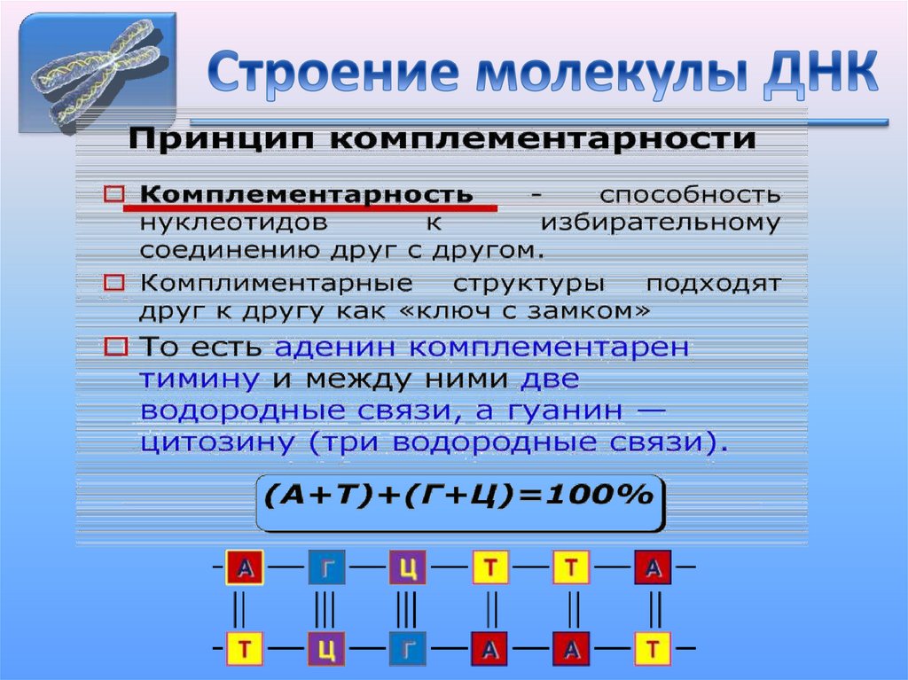 Строение молекулы ДНК