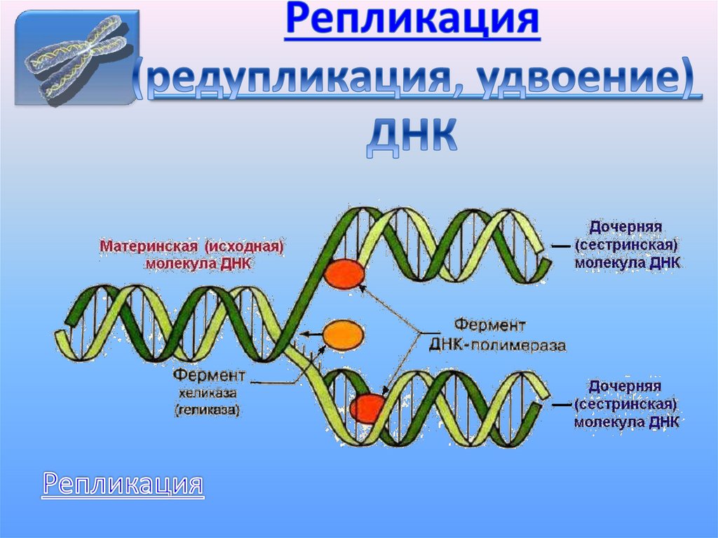 Кольцевая днк характерна для. Редупликация ДНК. Редупликация в русском языке. Редупликация в английском языке.