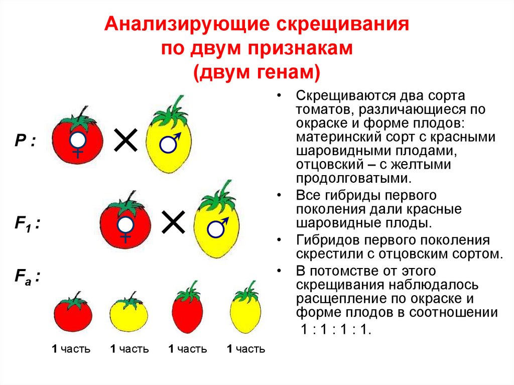 Признак скрещиваю. Анализирующее скрещивание по 2 признакам. Схема анализирующего скрещивания. Анализирующее дигибридное скрещивание схема.