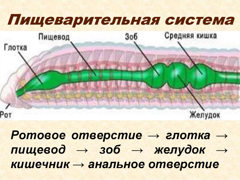 Ротовое отверстие червя. Пищеварительная система многощетинковых червей. Пищеварительная система дождевых червей. Пищеварительная система кольчатых червей схема. Кольчатые черви строение пищеварительной системы.
