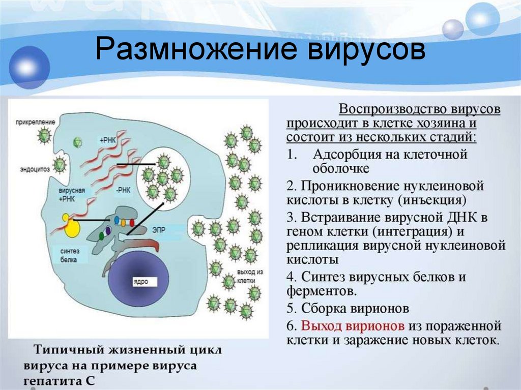Размножение вирусов
