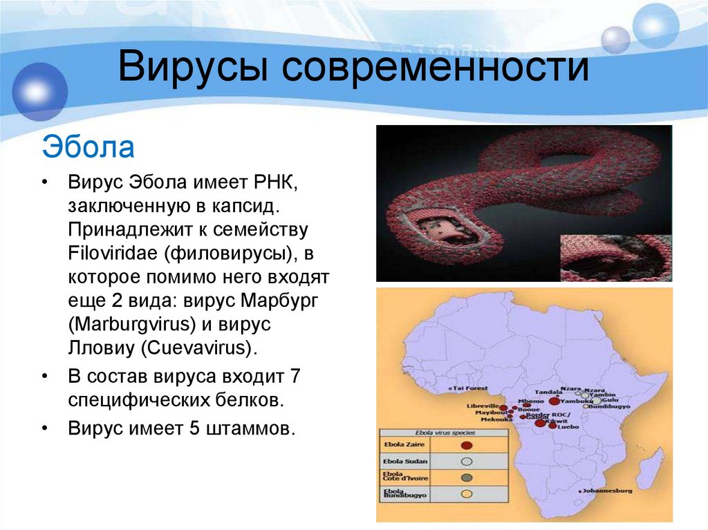 Вирусы современности
