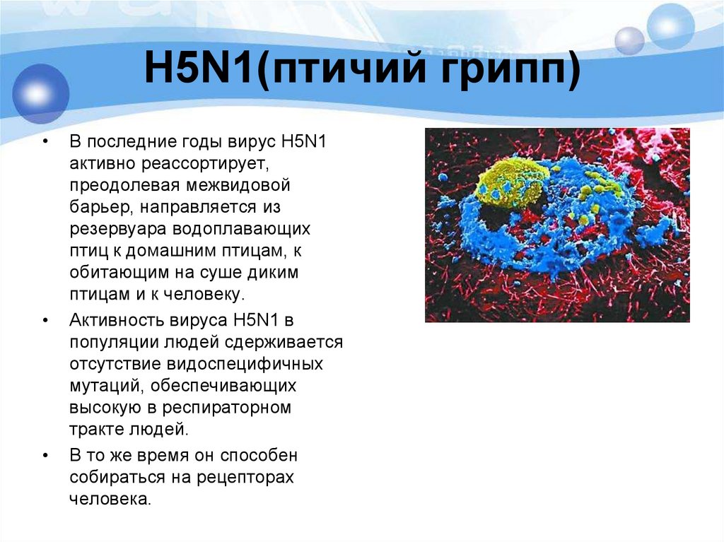 H5N1(птичий грипп)