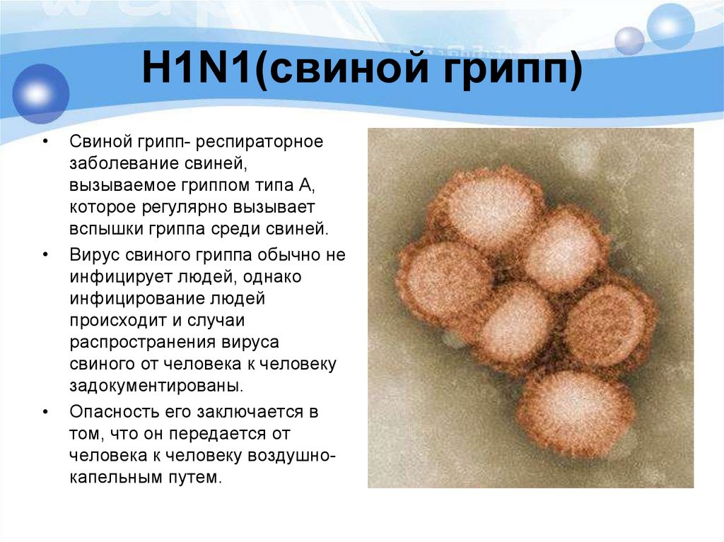 H1N1(свиной грипп)