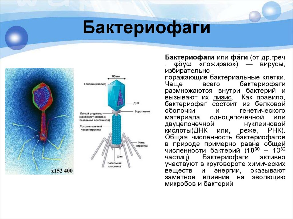 Неклеточные формы жизни это. Неклеточные формы жизни. Бактерии неклеточные формы жизни. 36. Неклеточные формы жизни – вирусы. Бактериофаг.. Бактерии это неклеточная форма жизни правда или нет.