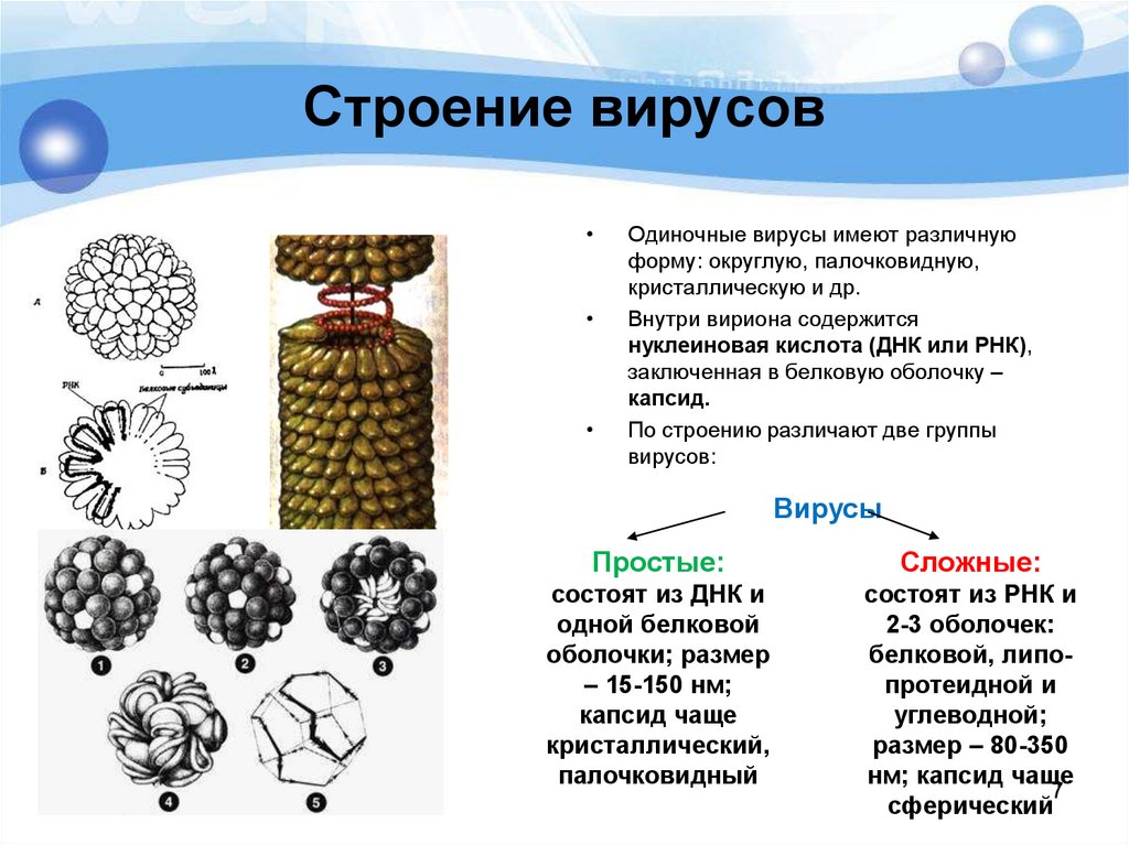 Неклеточные формы жизни это. Вирусы и их строение. Вирусы неклеточные формы жизни. Строение вируса. Вирусы неклеточные формы структура вирусов.