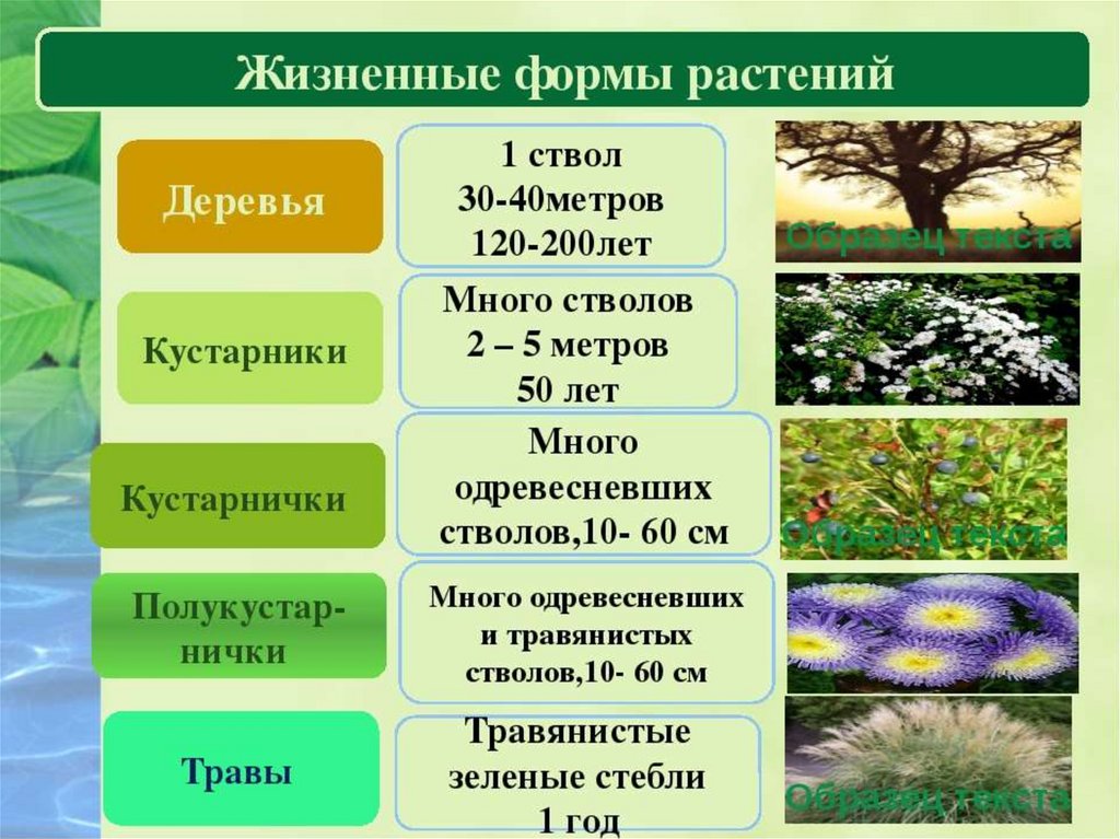Все многообразие 6. Жизненные формы растений 5 класс биология. Жизненные формы растений 6 класс биология. Биология 7 класс таблица жизненная форма растений. Дизненныеформ растений.