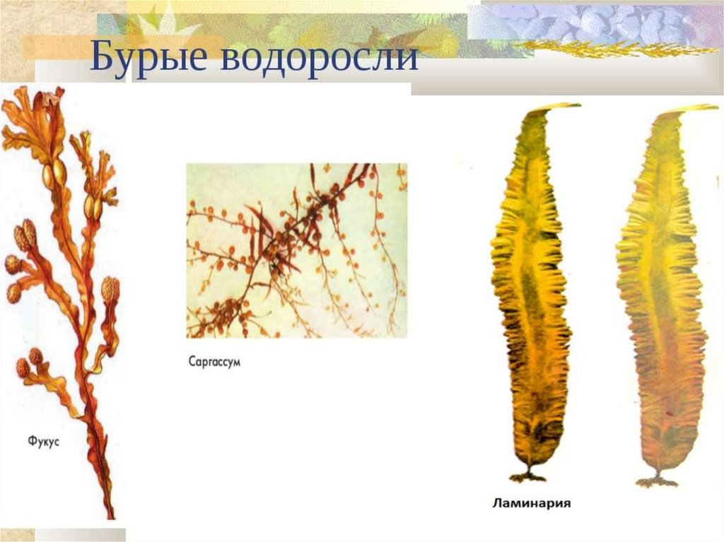 Название трех бурых водорослей. Бурые водоросли ламинария. Многоклеточные бурые водоросли. Бурые водоросли представители рисунок. Представители бурых водорослей водорослей.