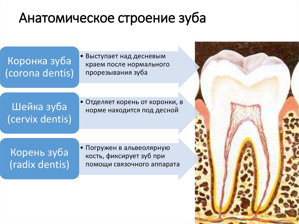 Тип строения зуба. Строение зуба. Строени ЕЗКБА.