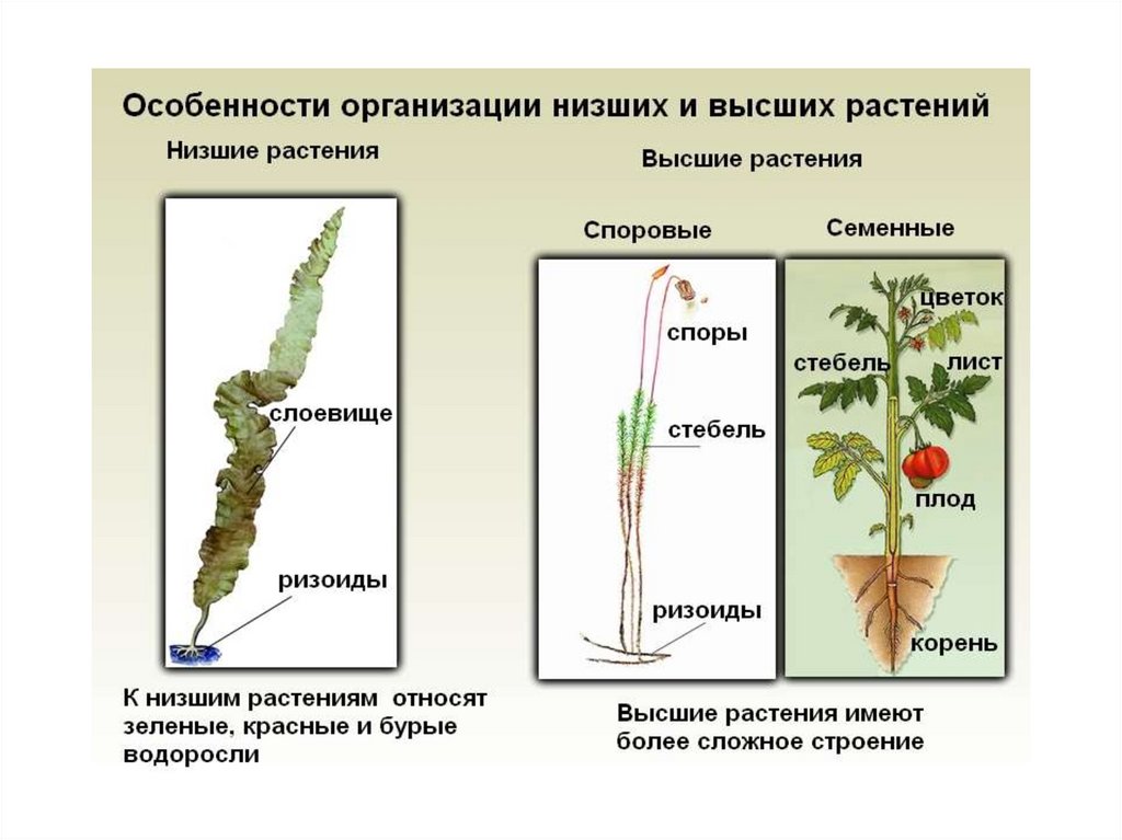 Отличает высокая. Строение тела высших растений. Низшие высшие споровые семенные растения. Нисшиеи вясшие растения. Нишие и вышии растения..