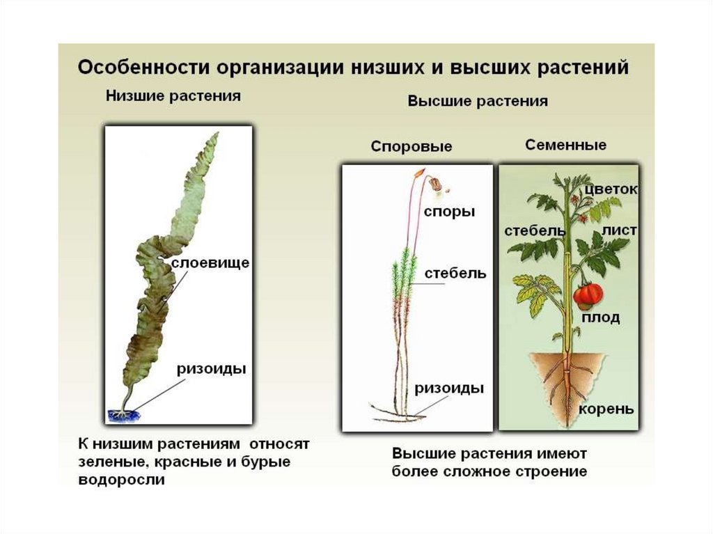 Какие низшие и высшие. Строение низших растений. Низшие и высшие споровые растения. Высшие споровые растения строение. Отличие высших растений от низших.