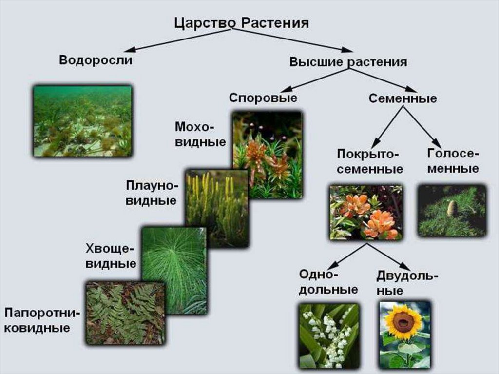 Заполните схему многообразие растений укажите также примерное число видов современных