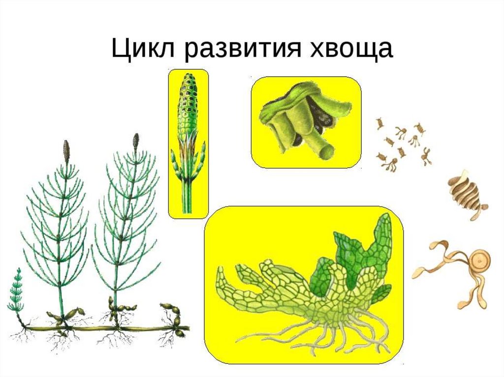 Хромосомный набор хвоща полевого. Цикл размножения хвощей схема. Цикл развития хвоща полевого. Размножение хвоща полевого схема. Цикл размножения хвощей.