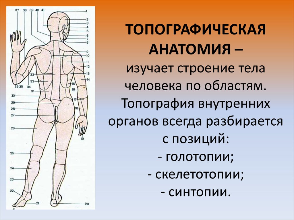 Анатомия изучает строение