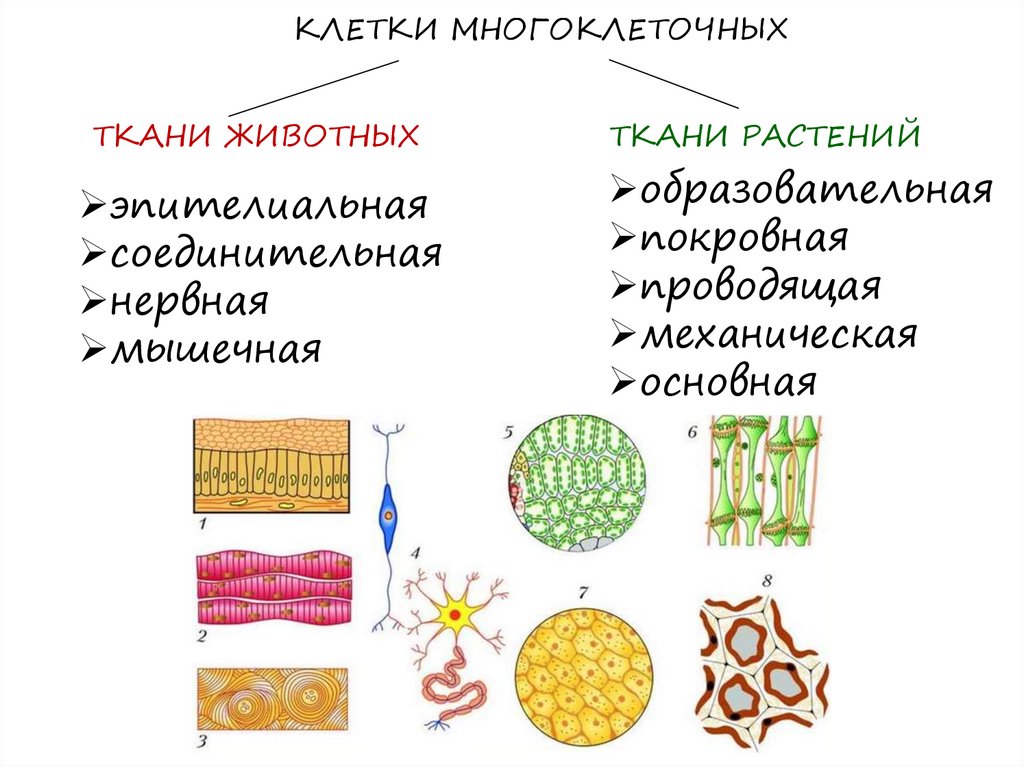 Большое разнообразие клеток. Ткани растений и животных. Растительные и животные ткани. Типы тканей животных. Строение различных тканей животных.