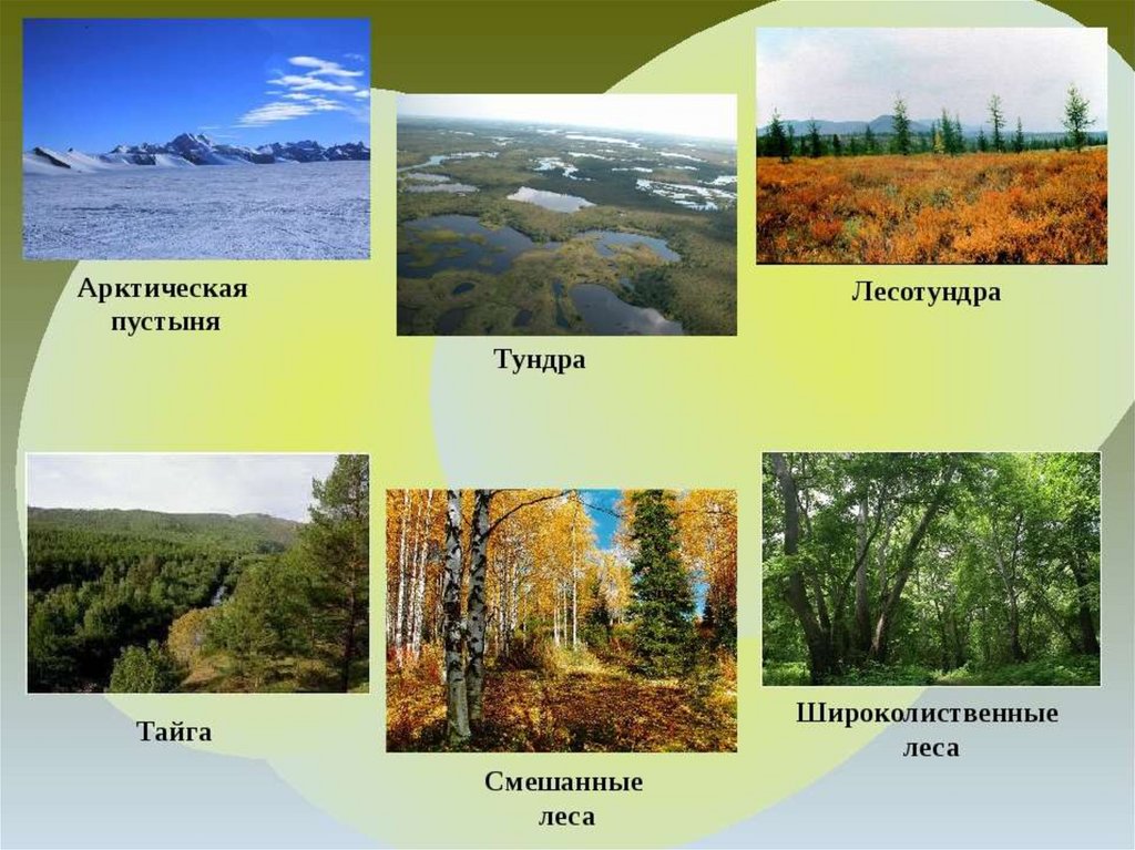 Природные зоны россии 4 класс фото