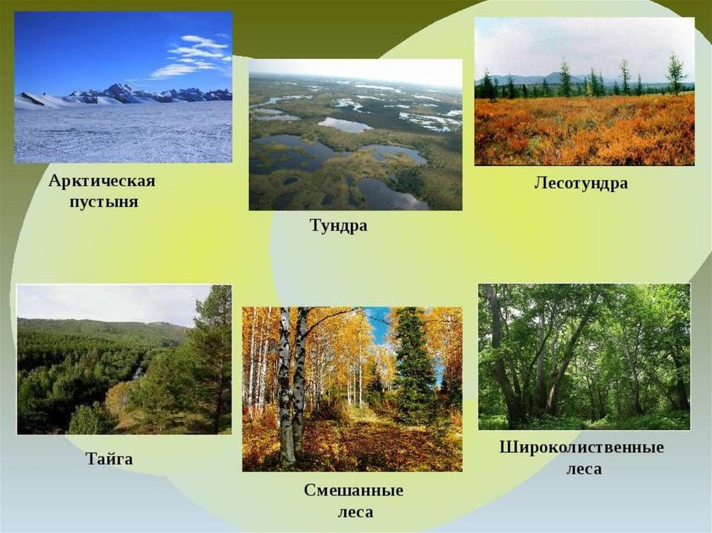 Какие виды природных зон. Смешанные леса Тайга России. Природные зоны лесов России. Смешные леса,тундра,..... Тундра смешанный и широколиственный лес.