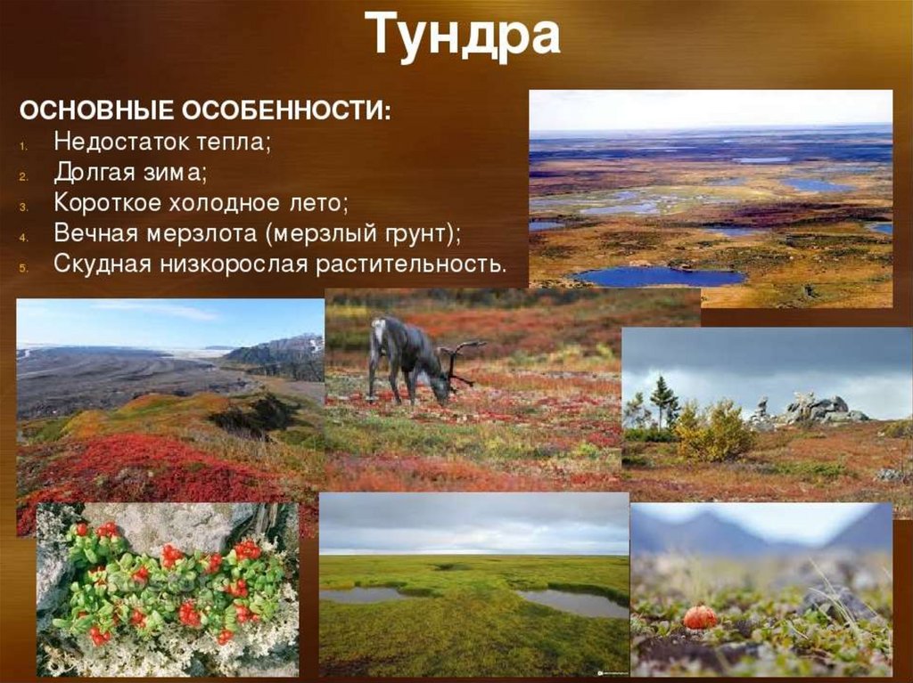 Характеристика тундры в россии. Природная зона тундра 4 класс окружающий мир. Природная зона тундра и лесотундра климат. Особенности природной зоны тундры. Тундра Безлесная зона.