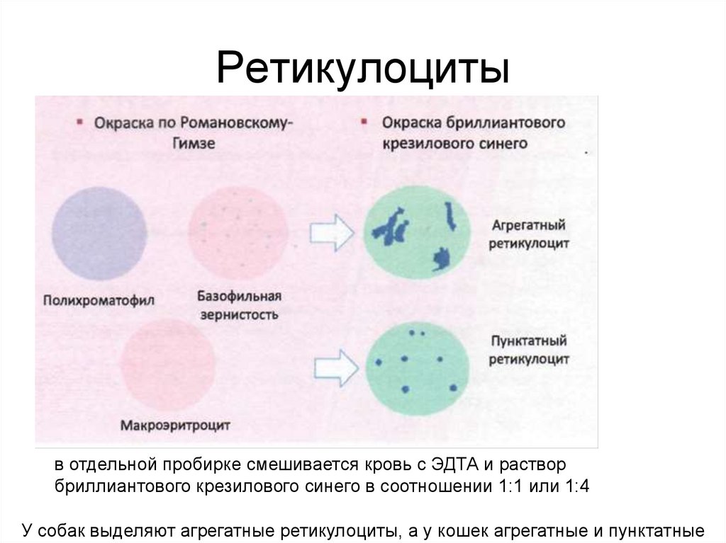 Ретикулоциты это