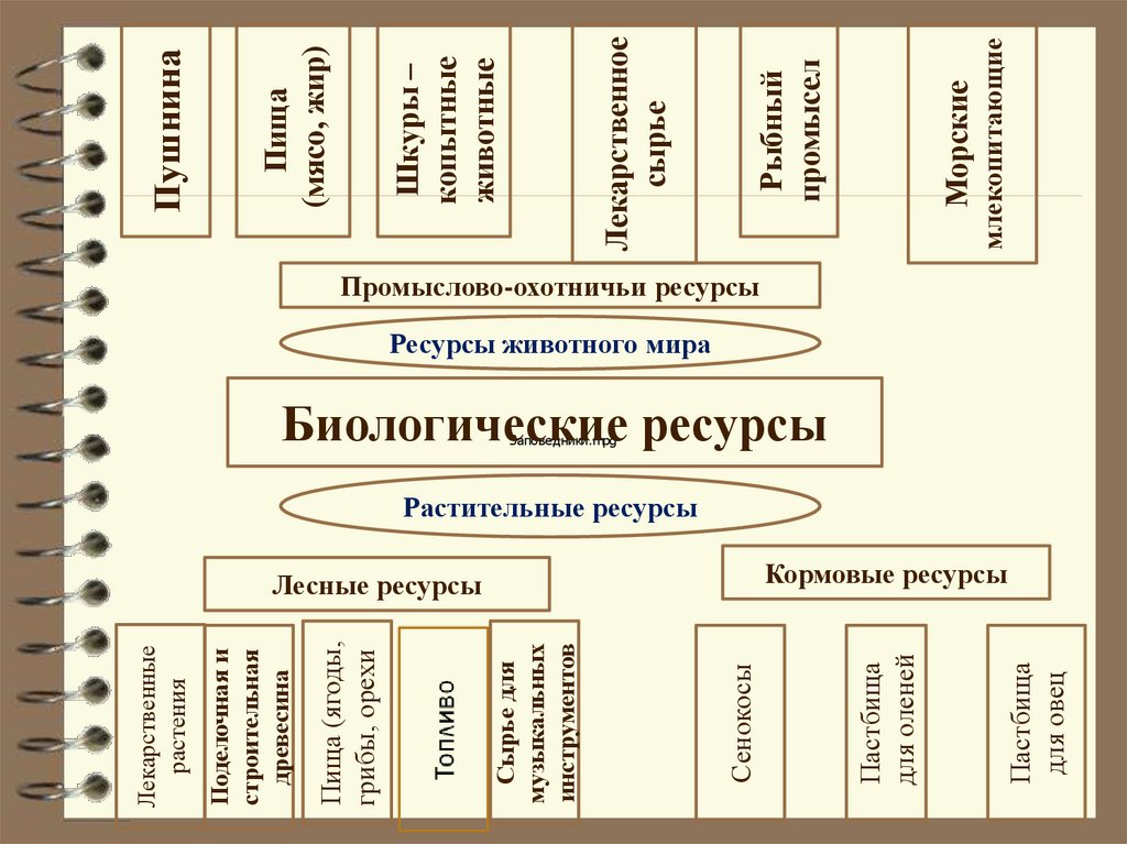 Можно ли рассматривать растительные и промыслово охотничьи. Классификация биологических ресурсов схема. Биологические ресурсы России схема. Биологические ресурсы таблица по географии 8 класс.