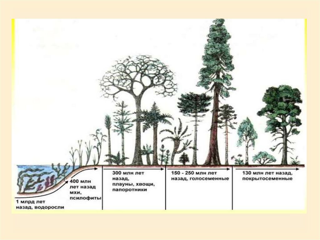 Рисунок основные этапы развития растительного мира