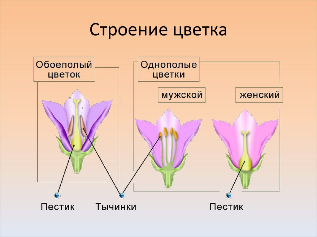 Цветок. Строение цветка - презентация онлайн