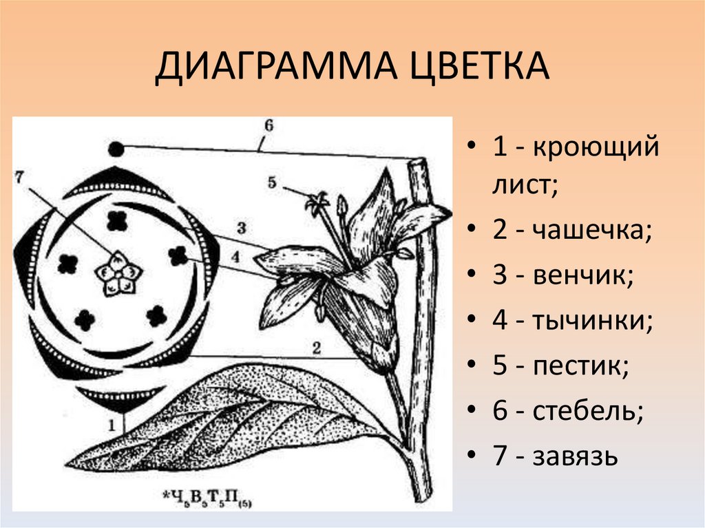 Цветок. Строение цветка - презентация онлайн