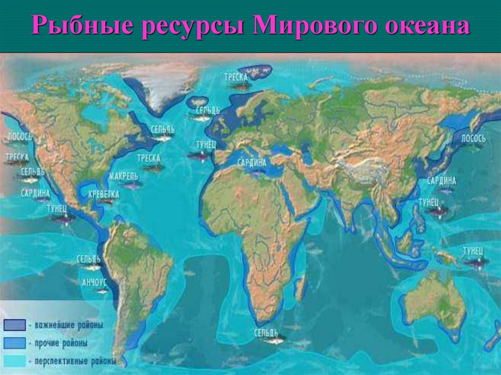 Мировые запасы мирового океана. Ресурсы мирового океана. Карта мирового океана. Карта биологических ресурсов мирового океана. Минеральные ресурсы океана.