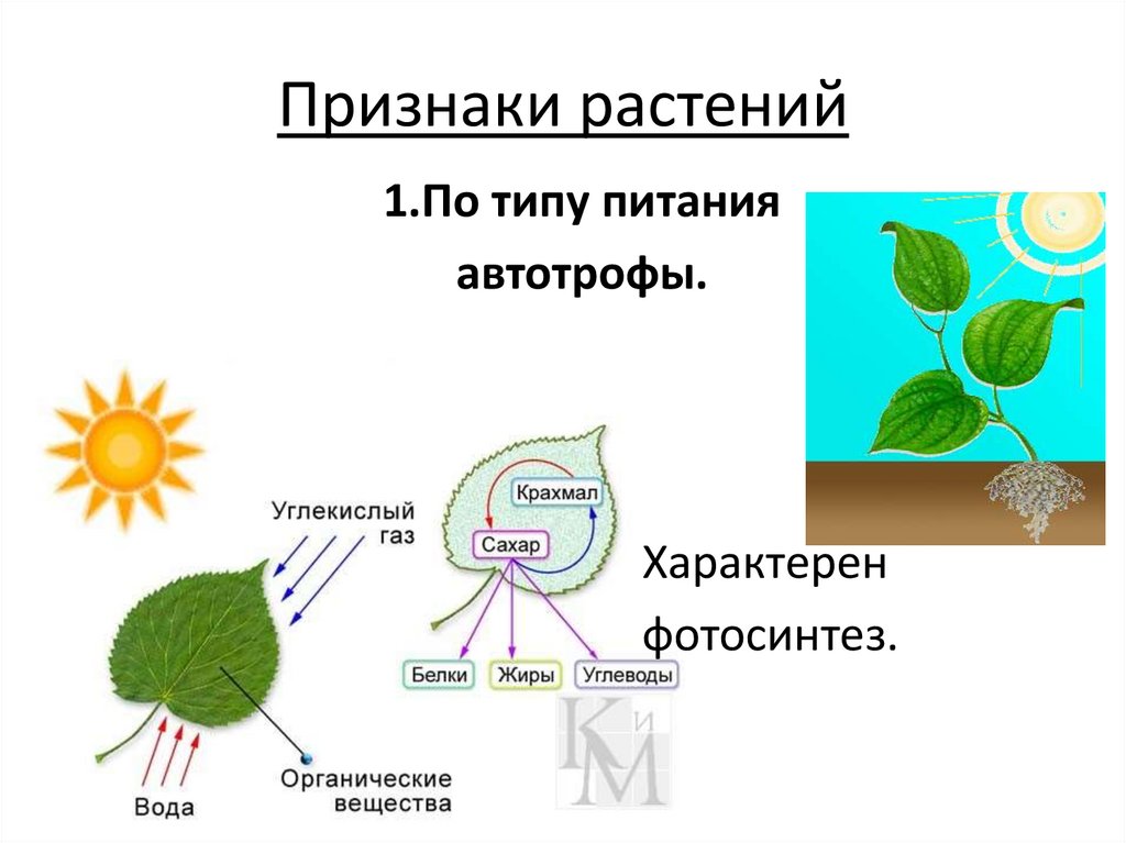 Признаки растений. Общие признаки растений 6 класс. Общие признаки растений 6 класс биология. Признаки растений 6 класс биология. 5 основных признаков растений