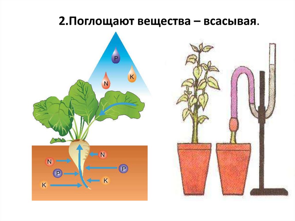 Уровни организации растительного организма биология 6 класс. Государственных учреждениях растение