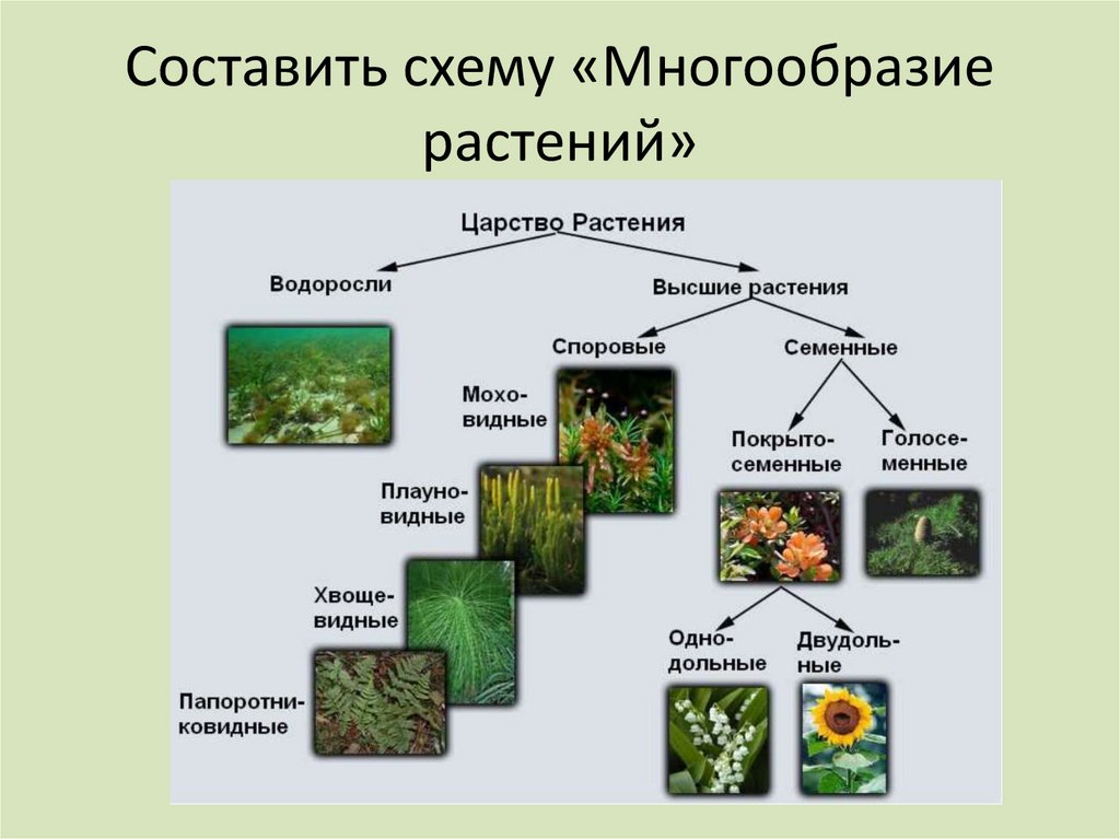 Как сохранить разнообразие растений. Низшие растения. Классификация живых существ. Низшее растение.