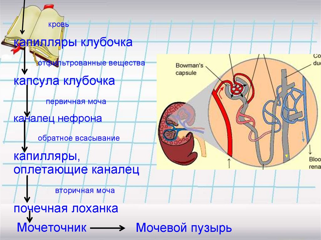 Вторичная моча образуется в мочеточнике. Мочевыделительная система первичная и вторичная моча. Образование первичной и вторичной мочи. Капсула нефрона. Почечная капсула капиллярный клубочек.
