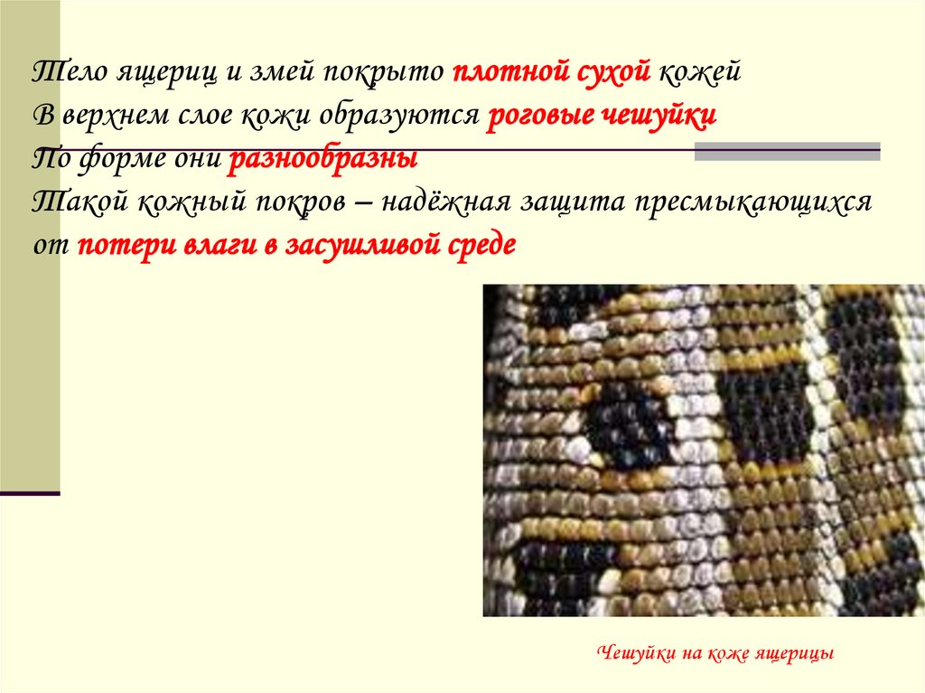 Покров кожи пресмыкающихся. Тело ящериц и змей покрыто. Покровы ящериц и змей. Покровы тела змеи. Кожа змей и ящериц покрытая чем.