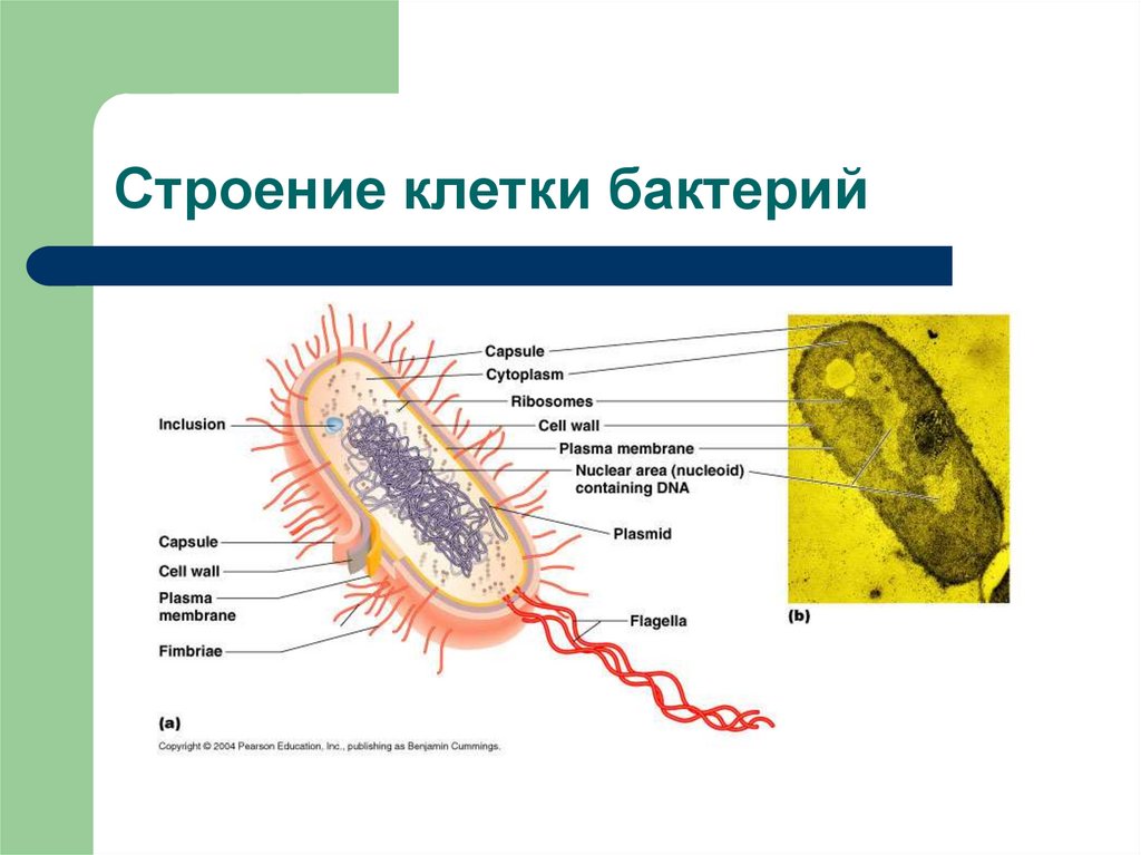Бактерии прокариоты 5 класс