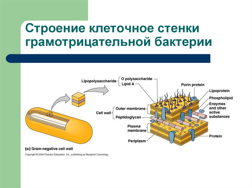 Разрушение клеточной стенки бактерий створаживание