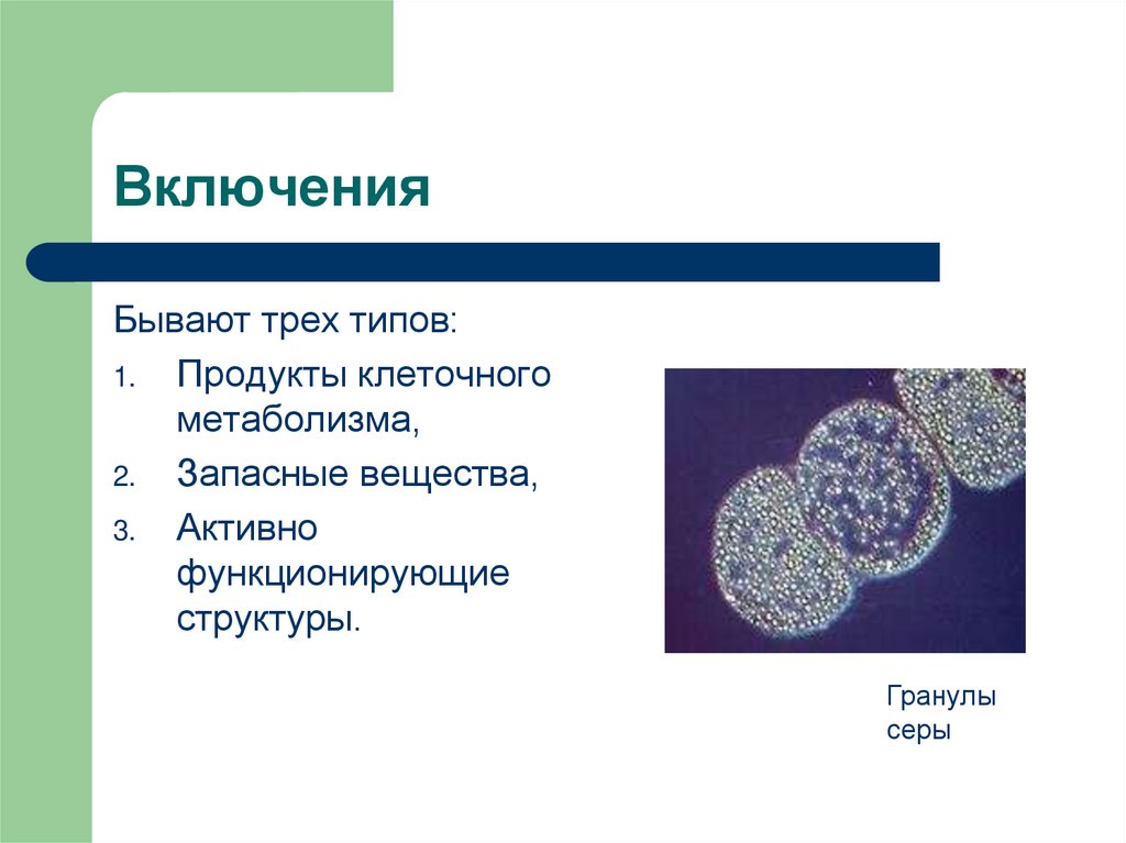 Запасное вещество растений и животных