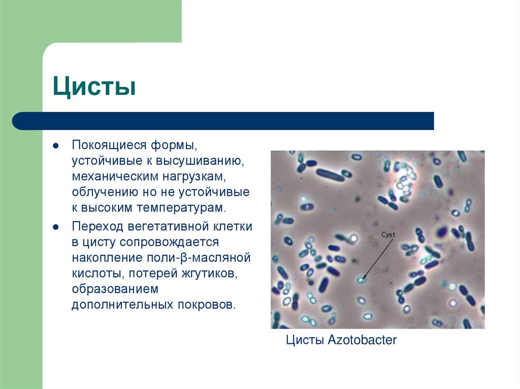 Примеры бактерий биология